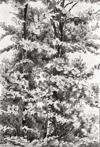 C Reymond : Feuillages