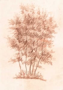 C Reymond : Groupe d'arbres