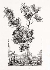 C Reymond: Tree and Foliage Study