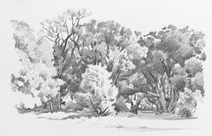 Italo : Arbres dans la clairière