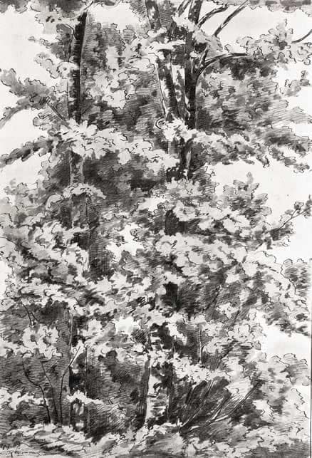 C Reymond : Feuillages