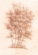 C Reymond : Groupe d'arbres